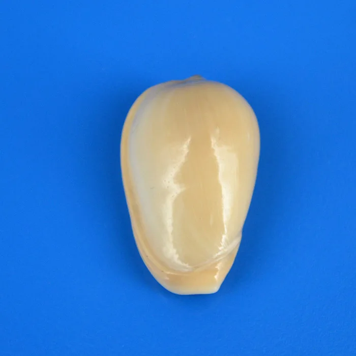 

1 шт., ракушки в виде натуральных ракушек