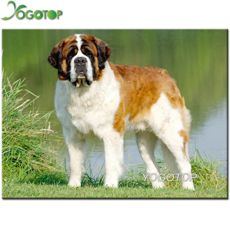 

Full Drill Square round 5D DIY Diamond Painting Saint Bernard Dog pet Diamond Embroidery Cross Stitch Mosaic Rhinestone YY2300