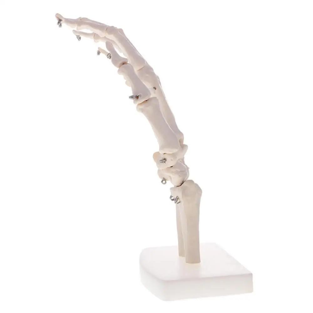 1:1 Размер жизни человека рука совместное модель руки Скелет Кости Модель