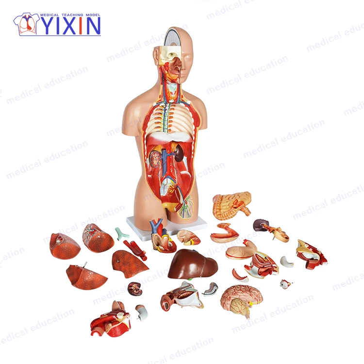 

27 частей, пластиковый человеческий ТОРС, анатомическая модель для медицинских принадлежностей и оборудования