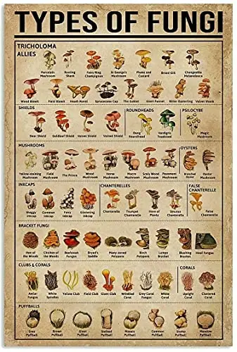 

Знания о грибке Ретро металлический жестяной знак Тип грибка печатный плакат ресторан кафе гостиная кухня Гараж домашняя художественная с...