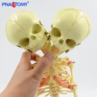 37cm fetus skeleton model with two skulls detachable baby skeleton anatomical model medical teaching tool educational equipment
