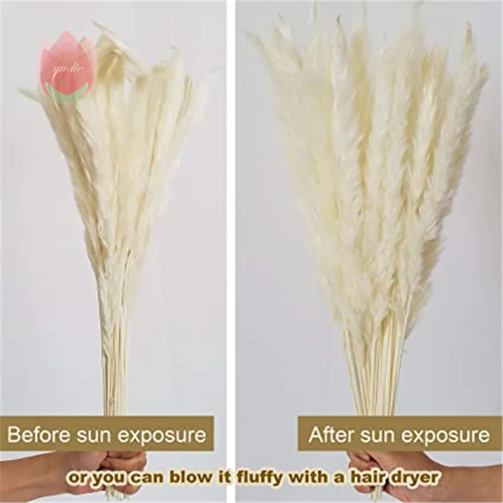 Натуральные сушеные цветы зайцехвост трава эвкалипт букет красочных цветов Lagurus