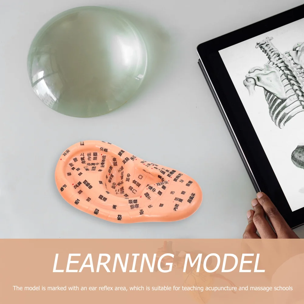 

1Pc Acupuncture Ear with Acupuncture Point Ear Model (Chocolate)