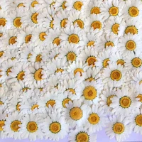 120pcs pressed dried white chrysanthemum paludosum flower plants herbarium for jewerlry postcard phone case invitation card diy