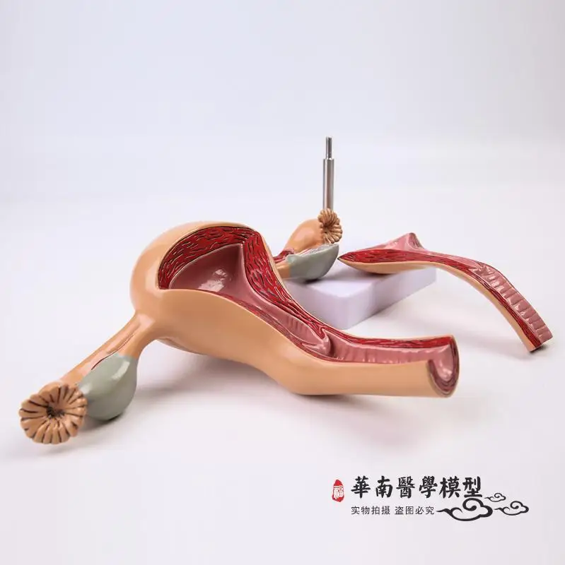 Модель женской анатомии модель репродуктивной матки вагинальный яичников форма