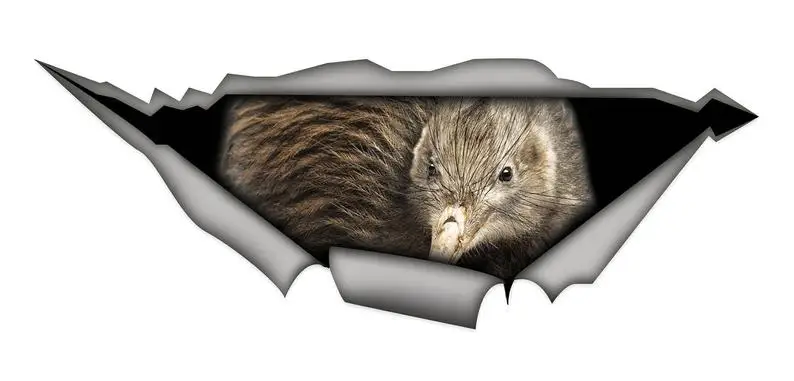 

2021 Sticker, Kiwi car sticker , kiwi bird decal, bird sticker