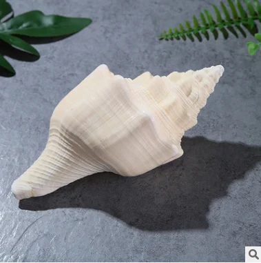 

Super Large Natural Conch SeaShell Fragrant Conch Crafts Home Decoration Sacrificial Articles Office Decoration