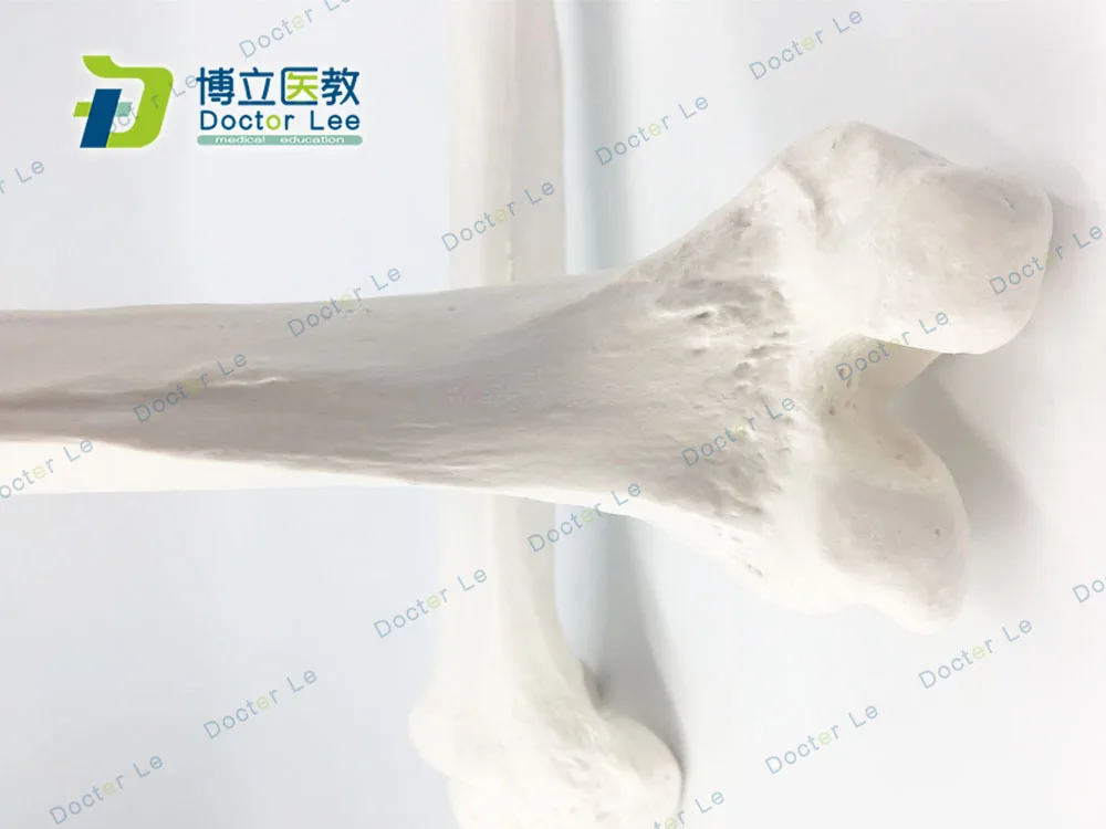 Жизнь Размеры реалистический поверхностный скелет человека модель бедренной