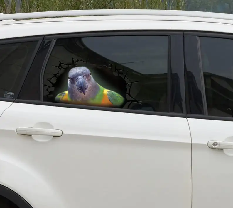 

2021 window decal, Senegal parrot 3D decal, senegal parrot sticker
