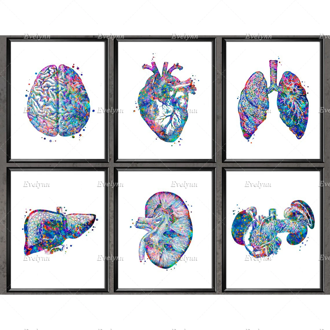 

Nordic Anatomy Posters Medical Wall Art Anatomical Heart Brain Lungs Liver Kidney Pancreas Print Clinic Decor Doctor Office Gift