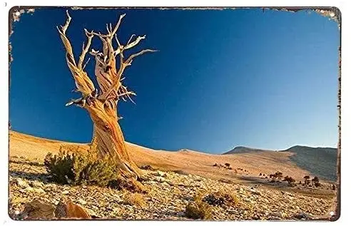 

Retro Tin Paintings Tree Dead Desert Branches Textures Stones Stones Stones Stones Sand Tin Sign