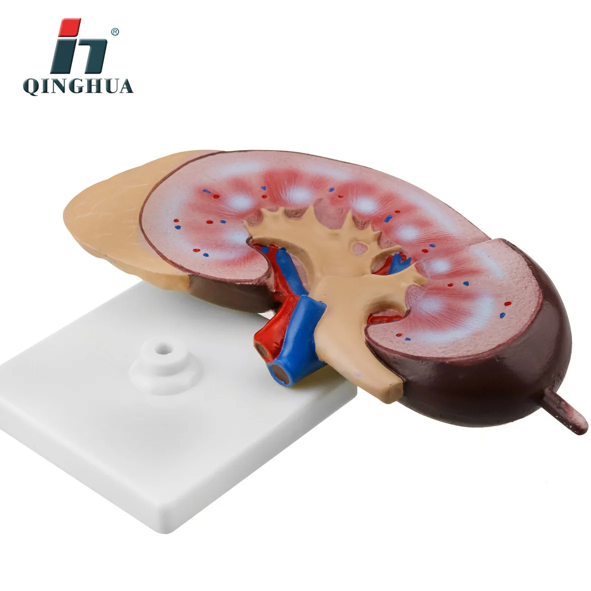 ПВХ почечная анатомическая модель почек анатомии человека органа медицинского