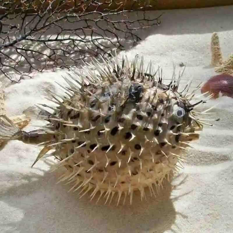 Воздушный барабан для рыбы образец морской свиньи с бамбуковой тканью подвеска в