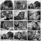 HUACAN 5d алмазная живопись Черно-белые животных сделай сам: Лев Мозаика Декор для дома ручной работы Наборы