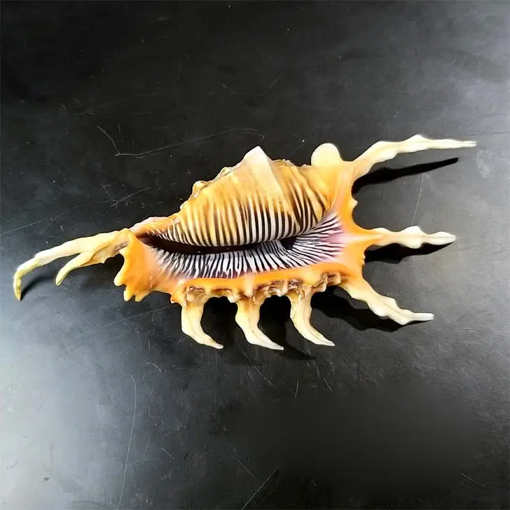 

Natural rare conch collection 11.8 cm scorpion snail double tail deformity home decoration