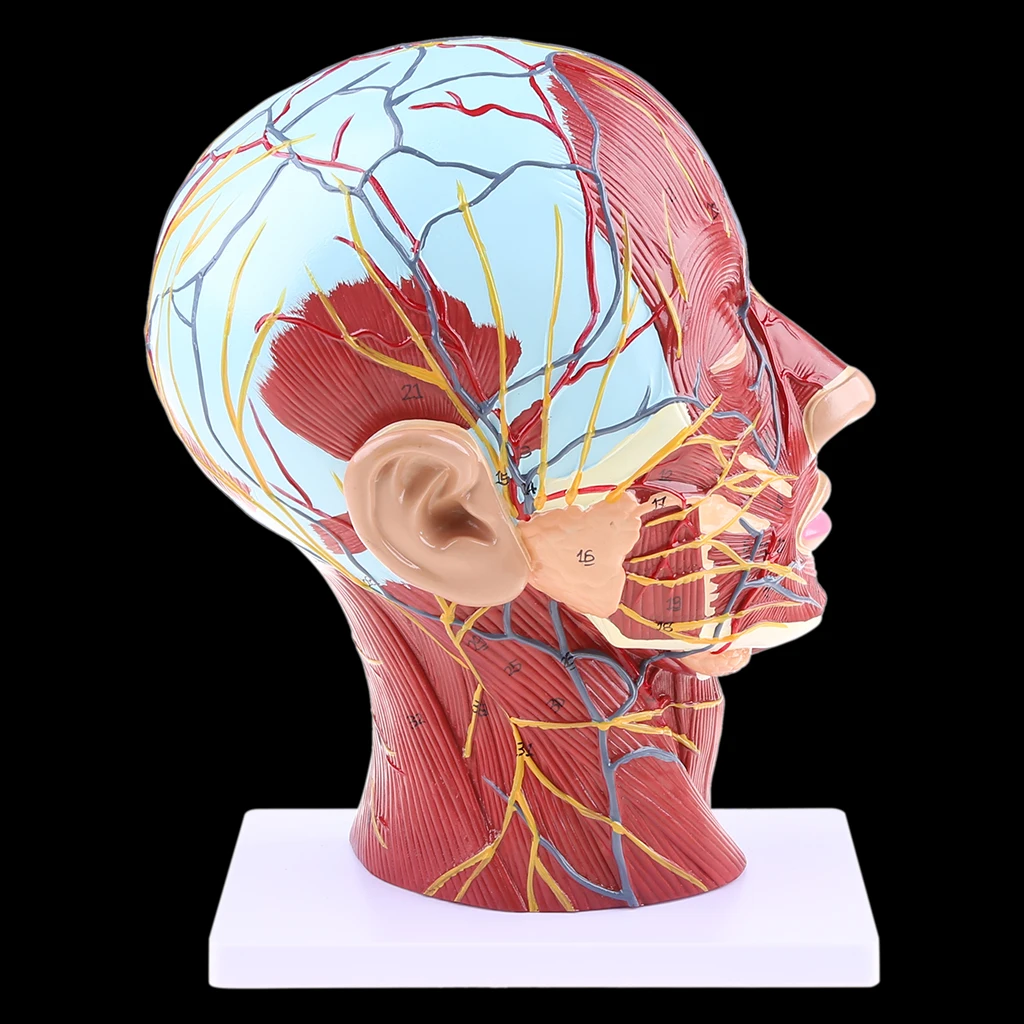 

Human Anatomical Half Head Face Anatomy Medical Brain Neck Median Section Study Model Nerve Blood Vessel For Teaching