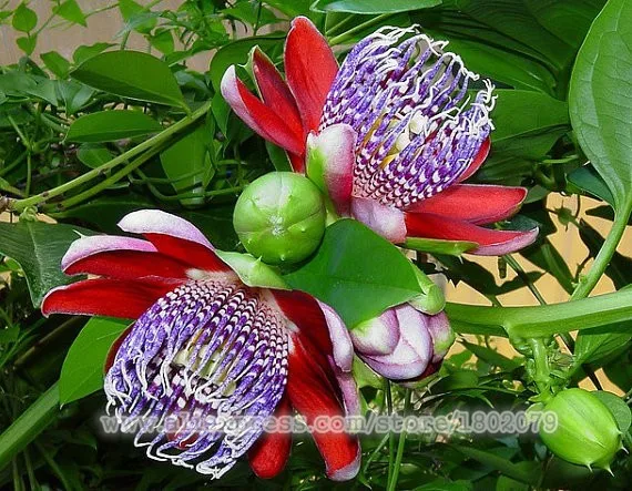 Genuine 100 PCS Passiflora Ambigua plantas,Bonsai Rare Flower flores, Perennial Outdoor Potted plants for Home& Garden
