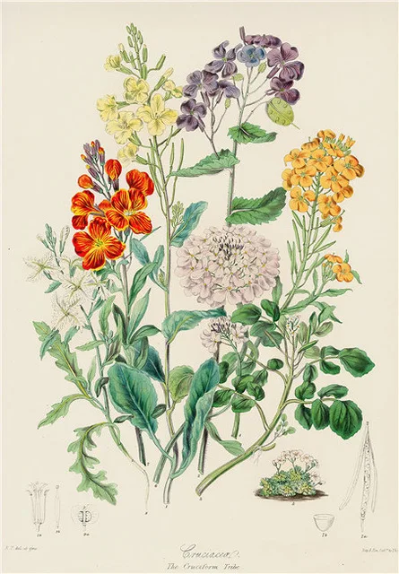 Растительные растения настенная живопись Винтажный стиль цветы овощи фрукты