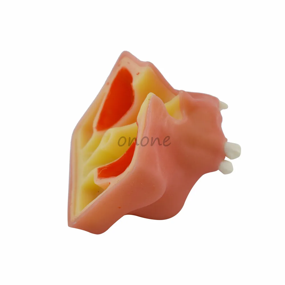 Модель зуба имитирующая рот для поднятия зубной пазухи 1 шт.