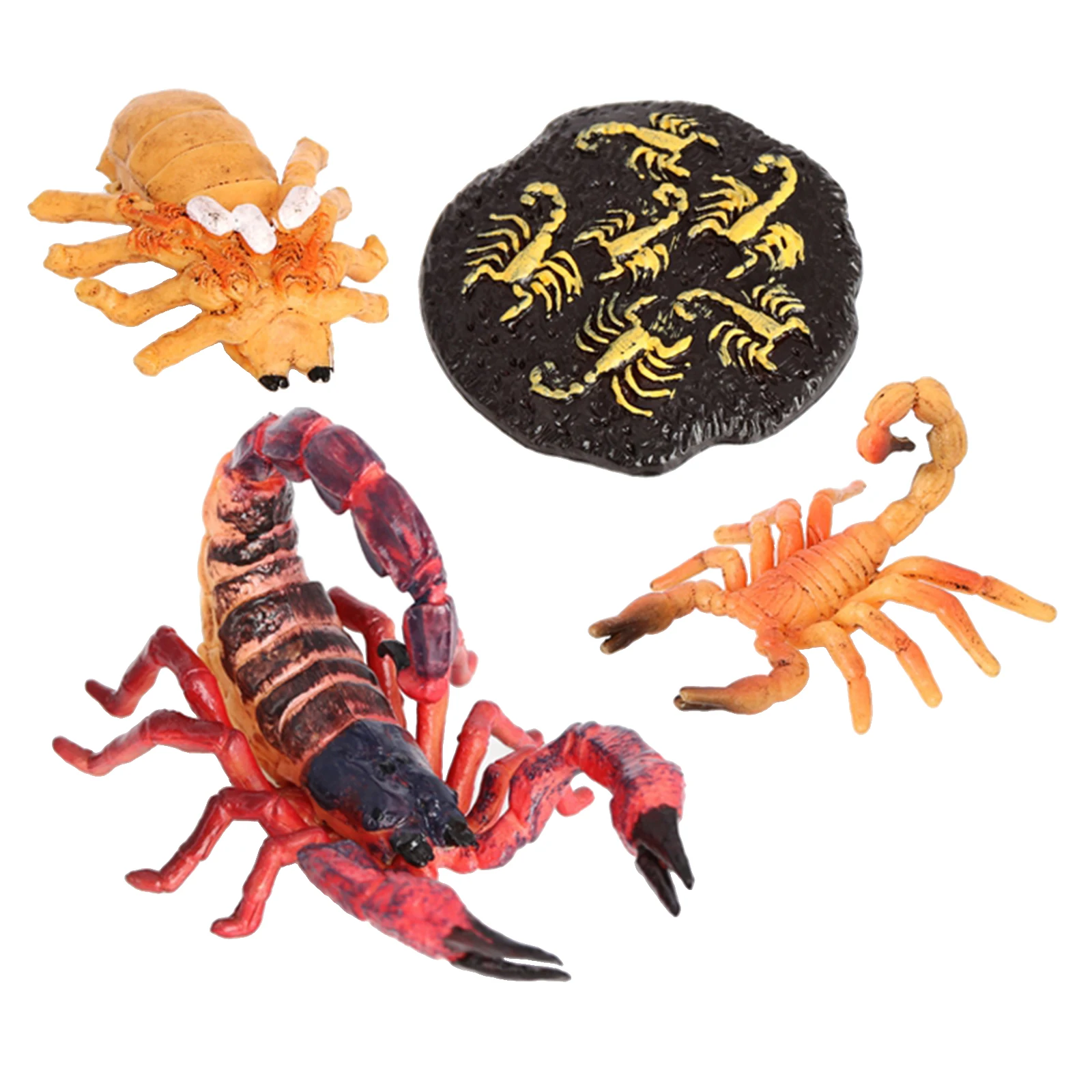 

Animal Life Growth Cycle Model Red Scorpion Insect Action Figures Figurine Baby Educational Cute Kids Toy