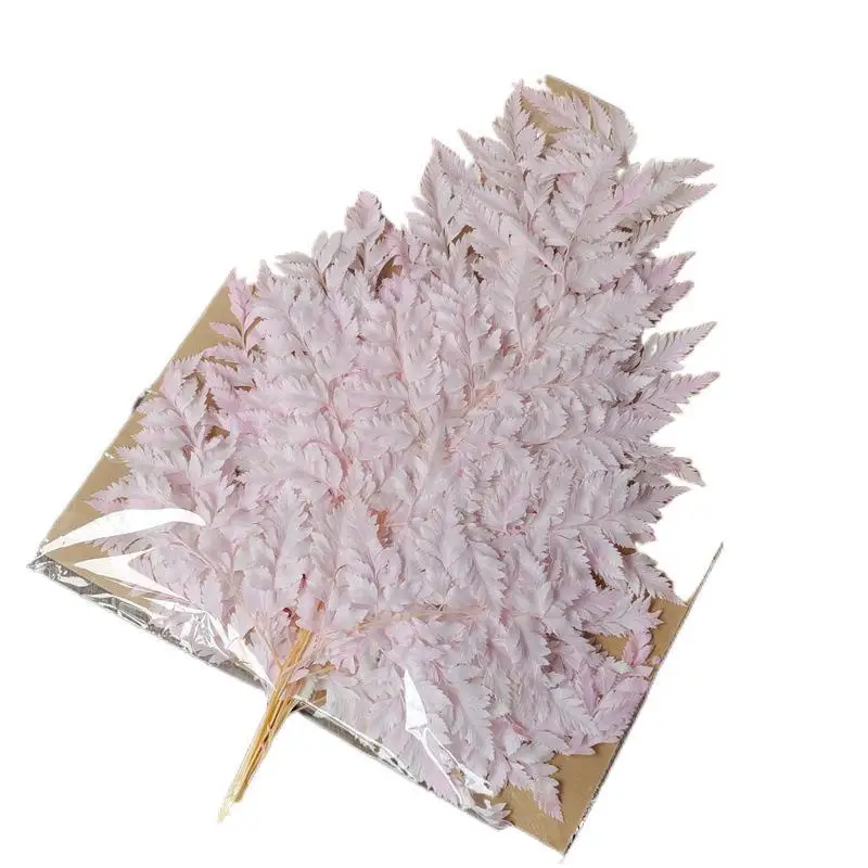 

10Pcs/Bag Preserved Fresh Flower Plants DIY Flowers Posing Props Leaves Fern Leaves Press Photography Photo Backdrop Decor