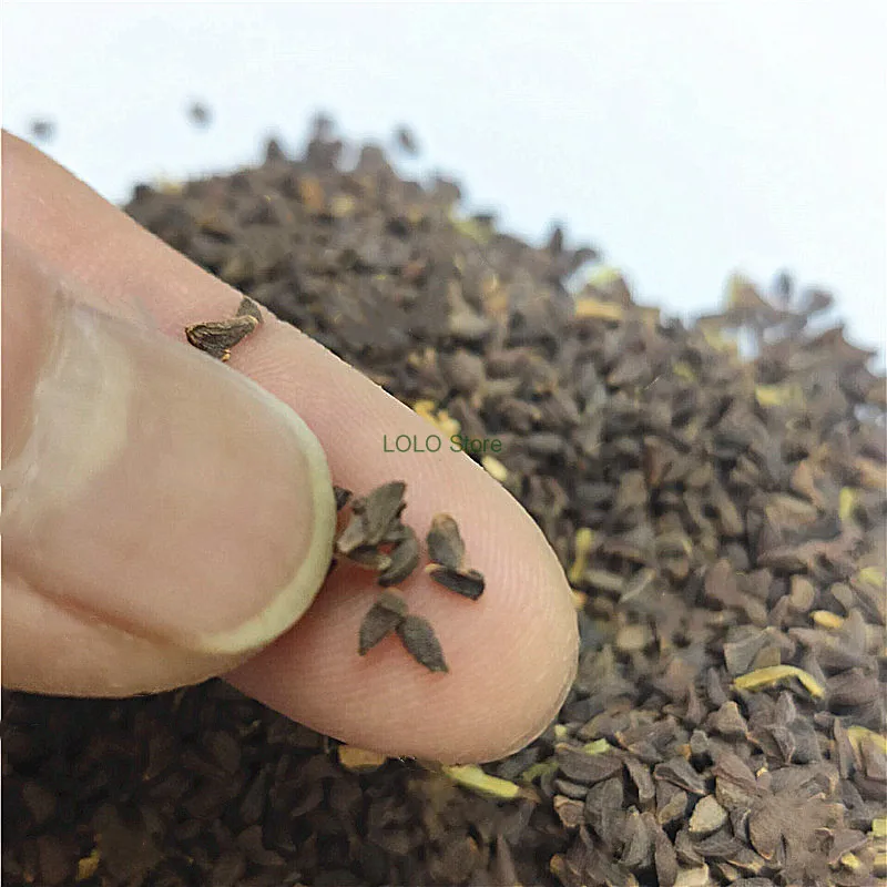 

Lokman Transfer Spices (Peganum Harmala) High Quality Free Shipping