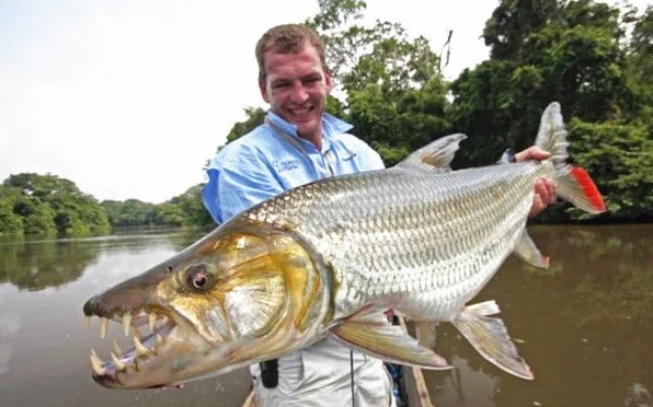 

100% Оригинальный катушки SHIMANO CURADO постоянного тока/CURADO K Рыболовная катушка 6,2: 1/7.4:1/8,5: 1 6 + 1BB 5 кг Мощность I-DC4 Системы прочность корпус гладкий ...