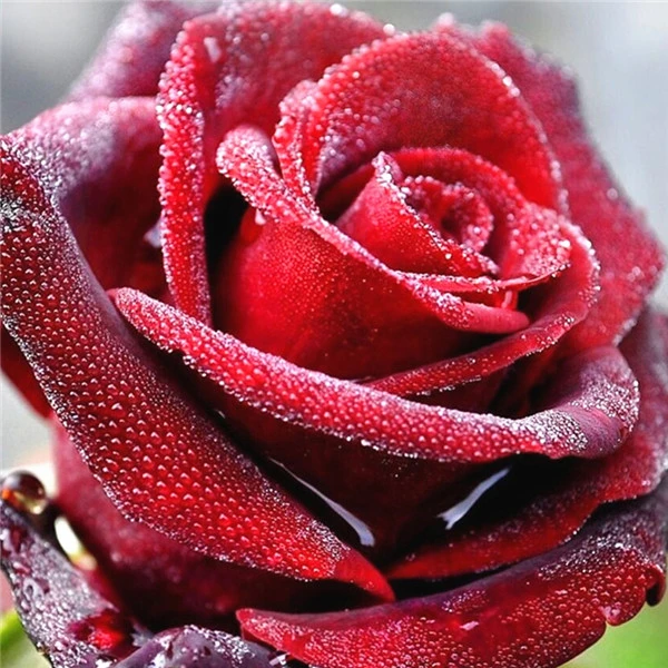 flower 4044 AZQSD Алмазная Вышивка Цветы ручная работа алмазная картина Роза картина Стразы Алмазная мозаика домашний декор ремесла подарок - Цвет: flower 4044