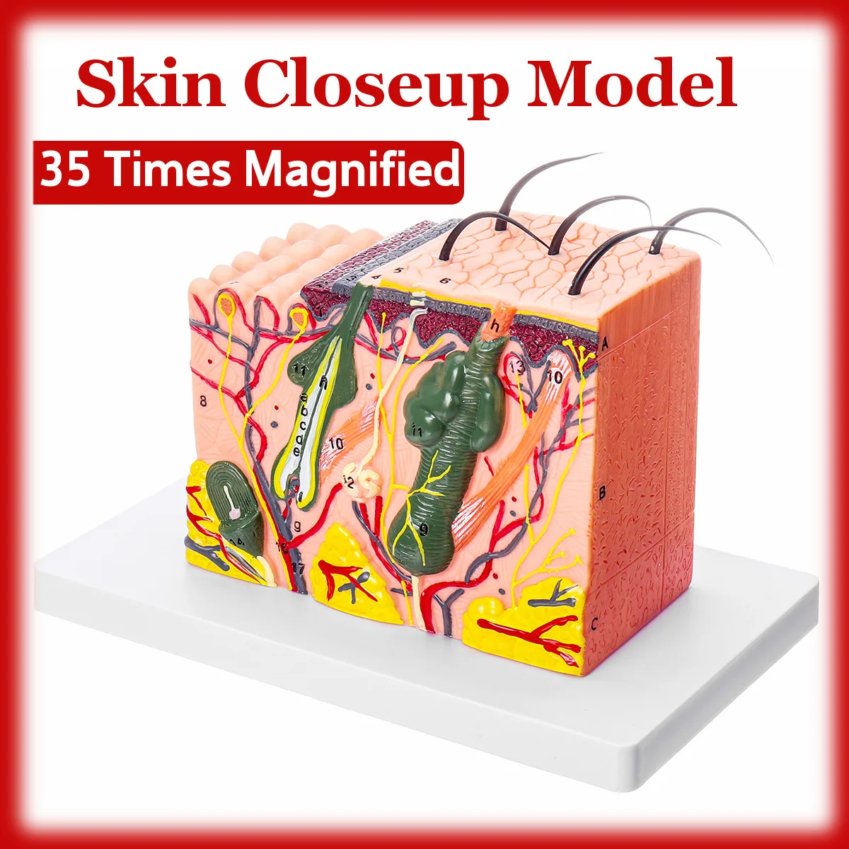 

35 Times Magnified 3D Human skin model Block enlarged Plastic hair Layer structure Anatomical Anatomy Medical Teaching Tool