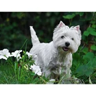 Полноразмернаякруглая 5D алмазная живопись своими руками west highland white terrier Алмазная вышивка распродажа Стразы мозаичное украшение AZ450