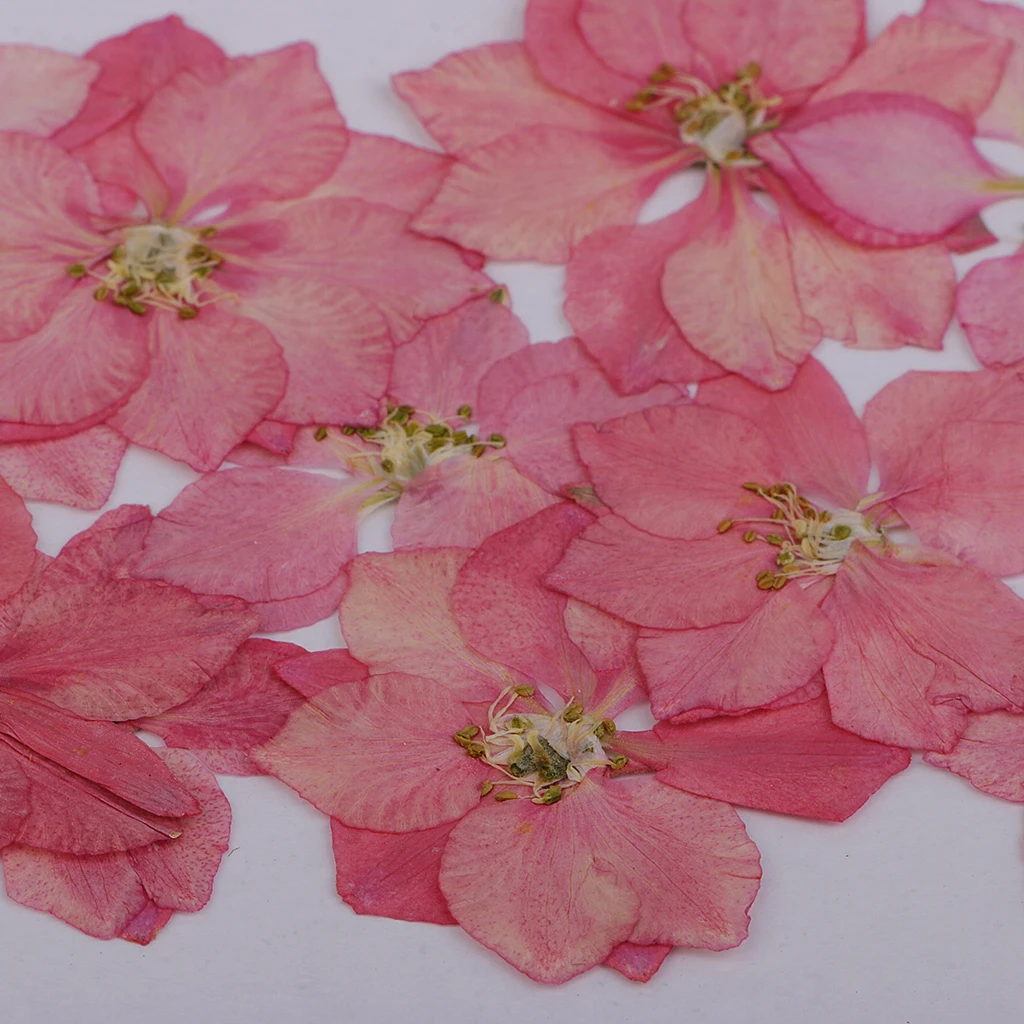 12 штук красивый прессованный цветок ларкспур Натуральные сушеные цветы для