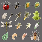 Модель цикла роста животных, петух, саранча, дождевой червь, улитка, фигурки героев, симпатичный детский подарок, обучающие игрушки для детей