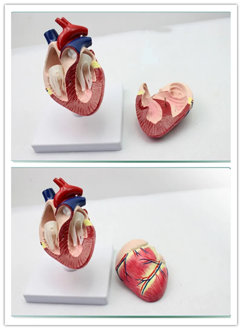 Собака сердце модель собака Анатомия орган животное животных обучение демонстат