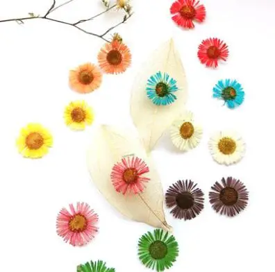 Засушенные цветы хризантемы 10 шт./лот сохраненные для самостоятельного