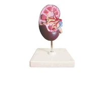 smd06410 renal anatomical model