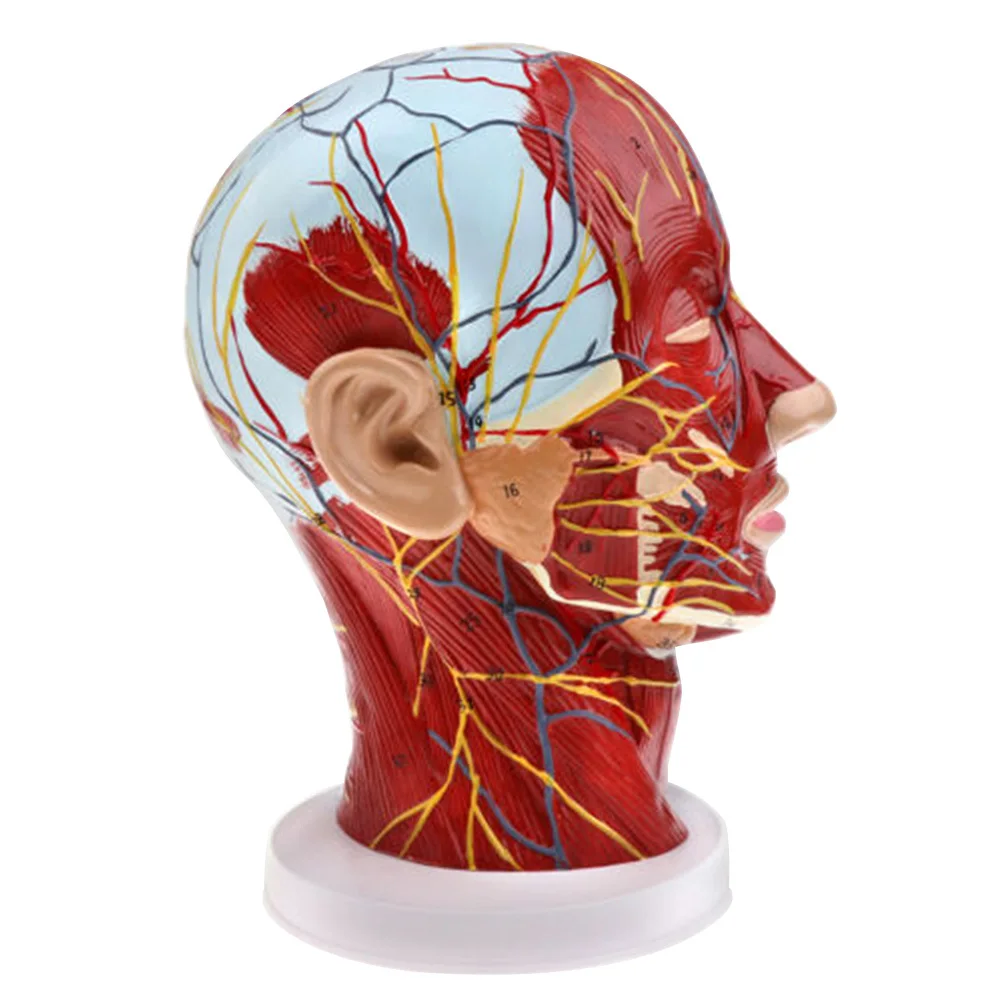 ПВХ анатомическая человеческая голова среднего мозга сагиттальная модель