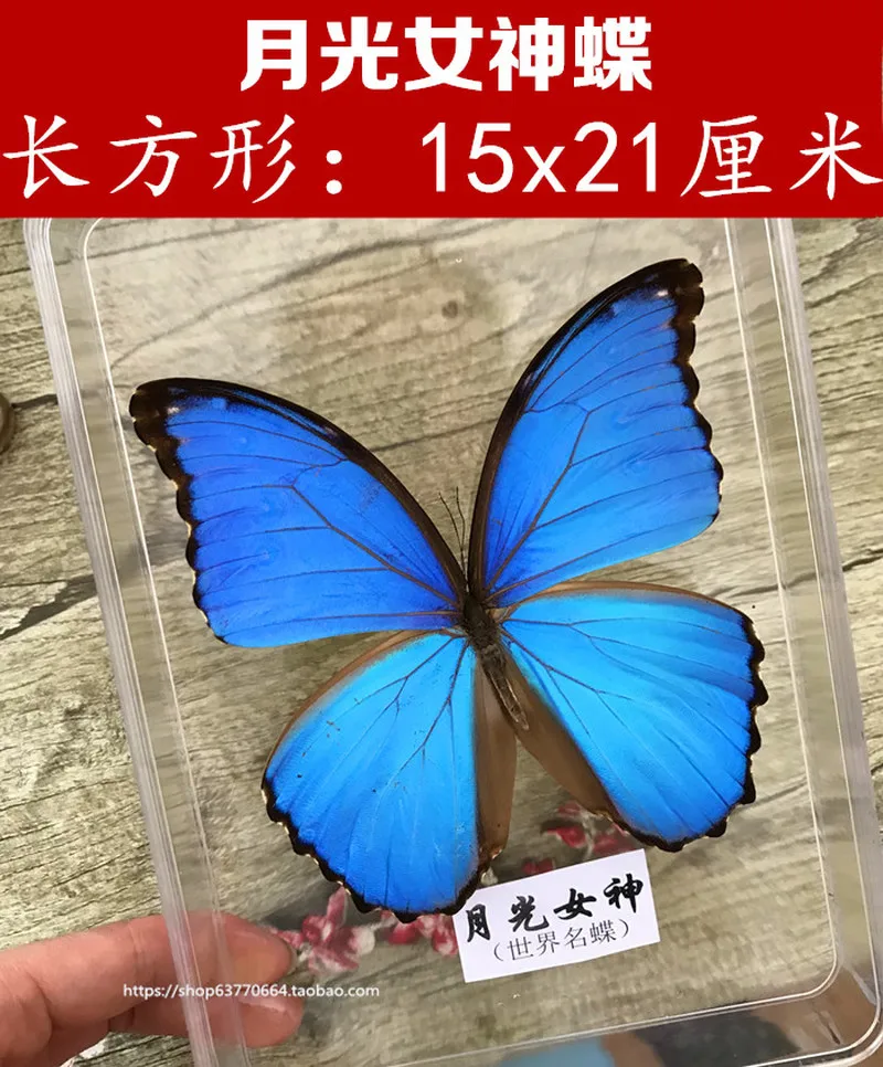 Real Butterfly Specimens Transparent Boxed Insects Spreading Wings Interior Decoration Ornaments Handmade Gifts | Дом и сад