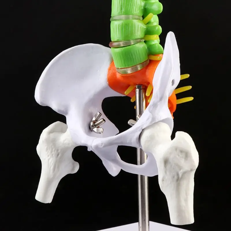 Съемная модель позвоночника человека 45 см позвоночник поясничная кривая