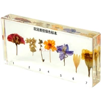 real plant flower childrens teaching cognitive artificial amber corolla specimen resin crystal