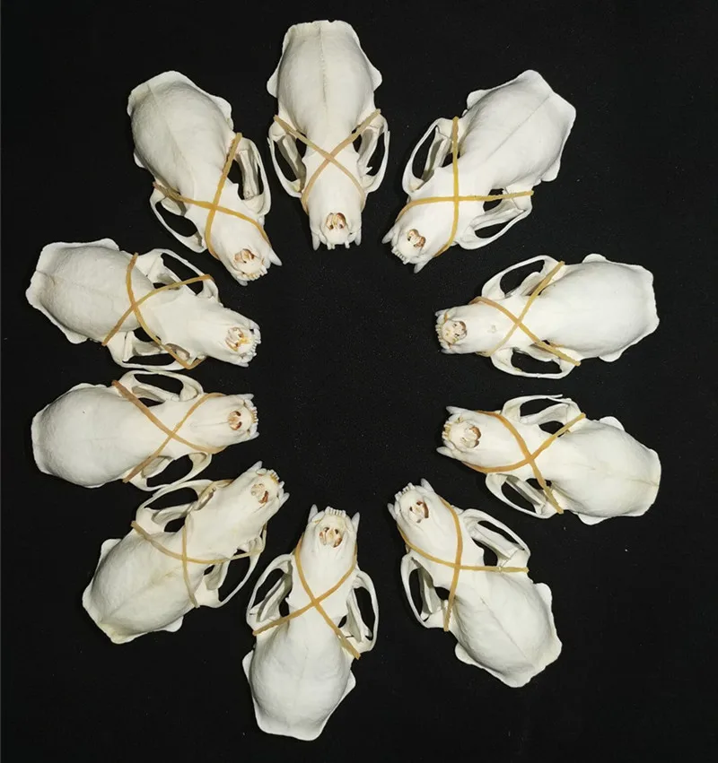 

10pcs/5pcs/2pcs Real mink skulls, fine animal specimens,Animal skull gifts mink skull specimen