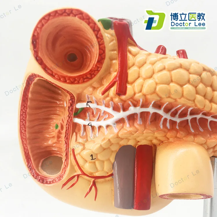 Анатомическая модель человека селезенки поджелудочной железы | Канцтовары для