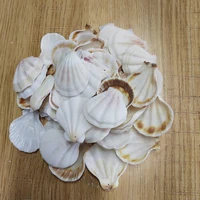 50pcs white holesea conch scallop shell natural seashell from sea beach large shell with holes for diy art craft decor