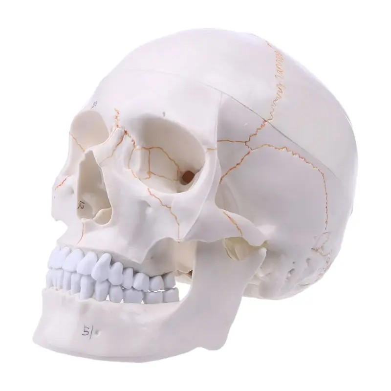 

K1AA Life Size Human Skull Model Anatomical Anatomy Teaching Skeleton Head Studying Teaching Supplies