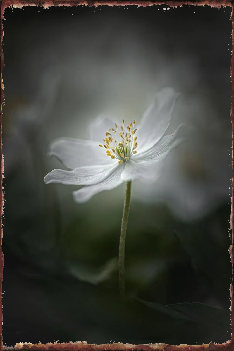 

Жестяные таблички с лесными призраками, украшение для стен, декор для комнаты, Ретро винтажный металлический знак, жестяной знак для художе...