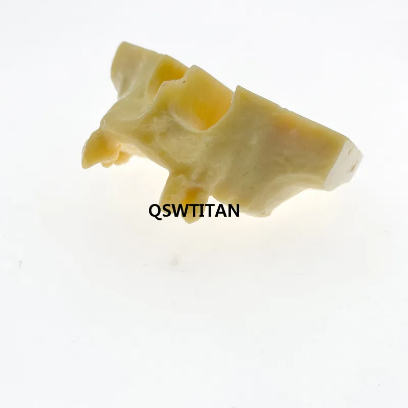 1 шт. Стоматологическая модель зубных пазухов зубов для обучения 2013F | Красота и