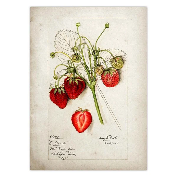 

Знак маркета свежих фруктов, клубника, металлический жестяной знак, 8x12 дюймов, ретро-ферма, органические фрукты, домашний декор для кухни, ба...