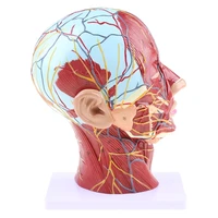 human anatomical half head face anatomy medical brain neck median section study model nerve blood vessel for teaching