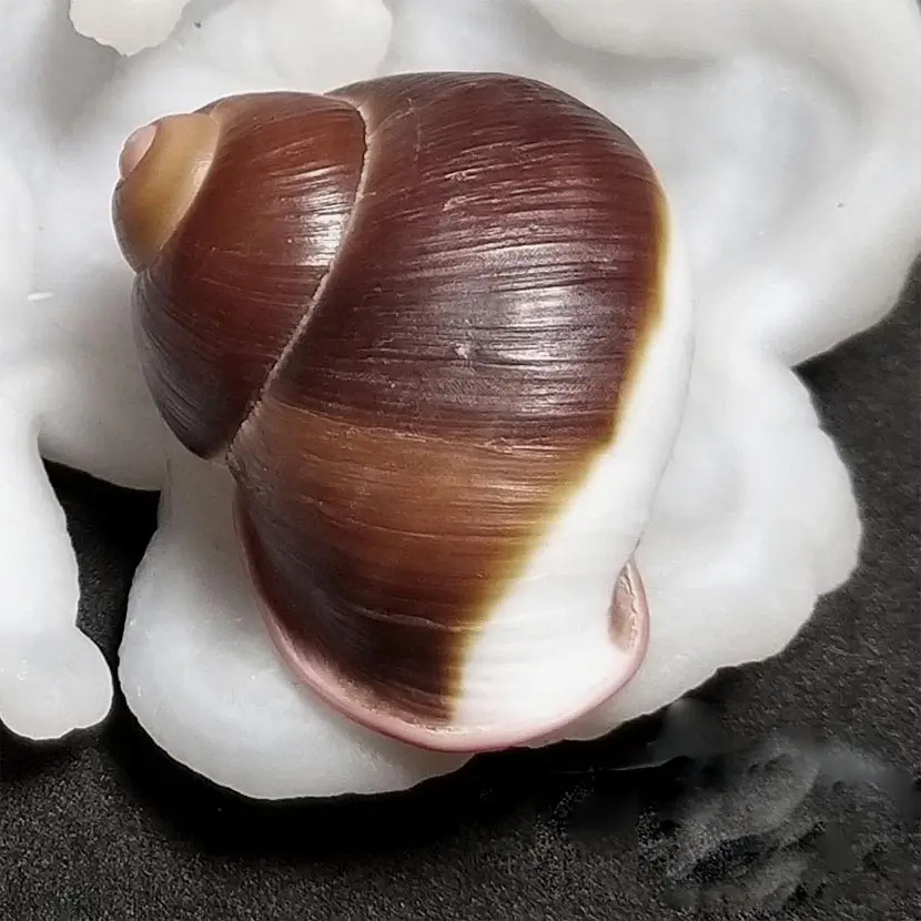 

Natural and Rare Conch Collection 4.4 cm Ladder Snail home decoration