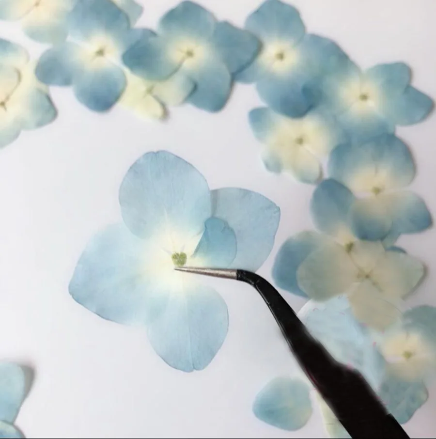 

120pcs Pressed Blue Series Dried Hydrangea Macrophylla Flower Plants Herbarium For Jewelry Phone Case Bookmark Making DIY